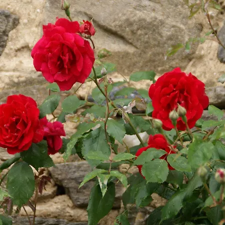 Holiday Home Saint-Beauzire Near Pauillac Castle, Cleaning Included * Saint-Beauzire (Haute-Loire)